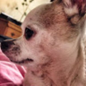 Meet your Posher, Savannah